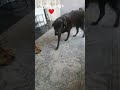 to my dogs 🐶❤️ #shortsfeed #dog #shortvideo