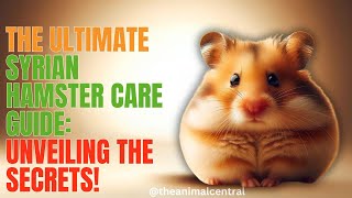 The Ultimate Syrian Hamster Care Guide