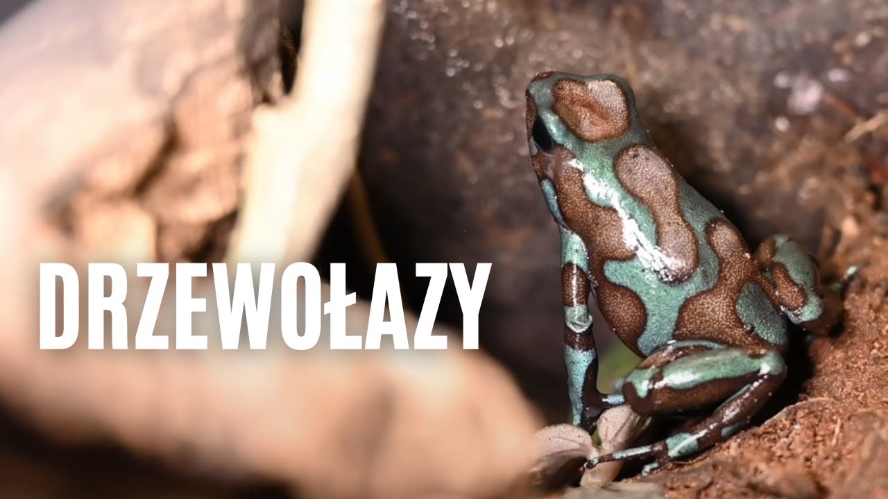Piękne i kolorowe Dendrobates tinctorius i auratus – hodowla drzewołazów 🐸 | arent.pl