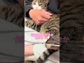 次男を好きな球太…何故かわかる人いる? #cat #tiktok #イカ耳 #保護猫 #家族 #猫 #猫のいる暮らし #恋人 #癖強い #球太