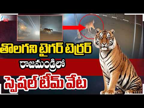 LIVE: Tiger Spotted at Diwancheruvu | Tiger Alert in Rajahmundry | తొలగని టైగర్‌ టెర్రర్‌ | ZEE - ZEE24TELUGUNEWS