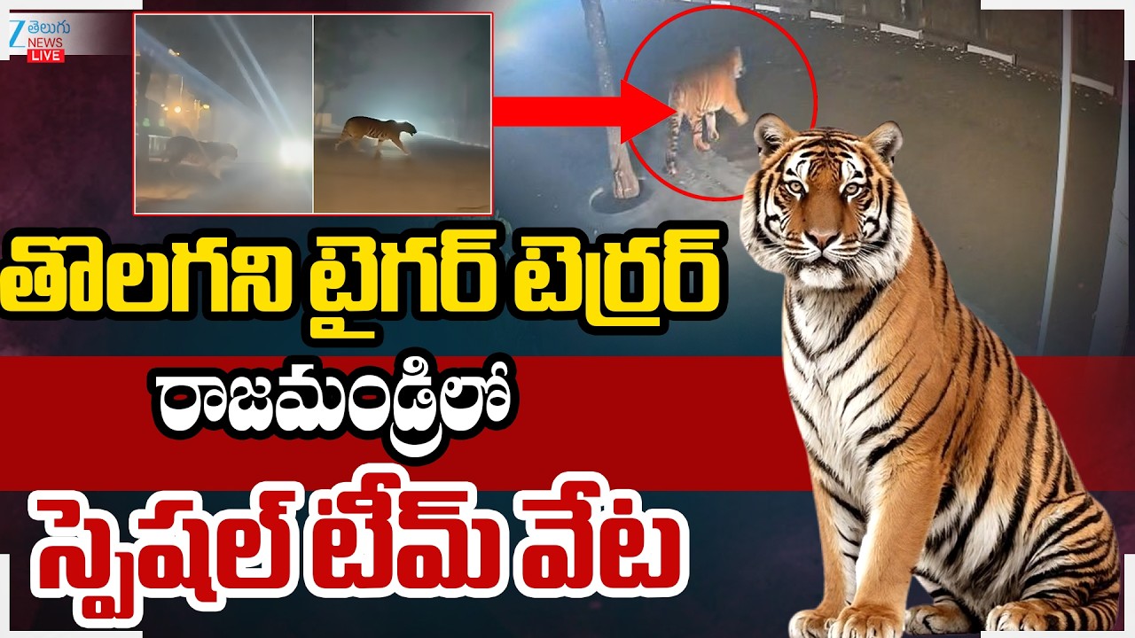 LIVE: Tiger Spotted at Diwancheruvu | Tiger Alert in Rajahmundry | తొలగని టైగర్‌ టెర్రర్‌ | ZEE