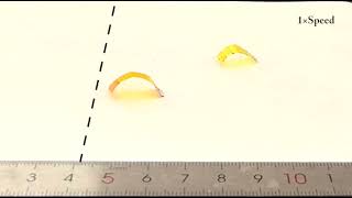 A Humidity-Powered Soft Robot with Fast Rolling Locomotion. Movie S3 screenshot 3
