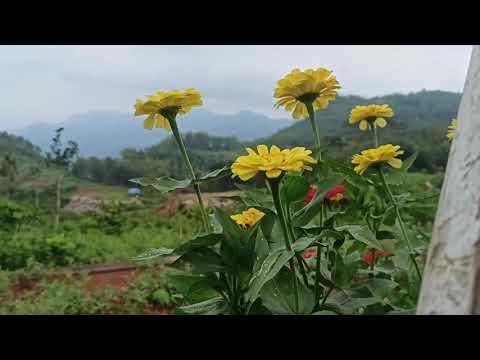 DESA KEDUNGSONO, KECAMATAN BULU. WILAYAH SUKOHARJO \
