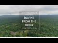 Bovine from the Brink- Saving the Wild Buffalo in Chhattisgarh
