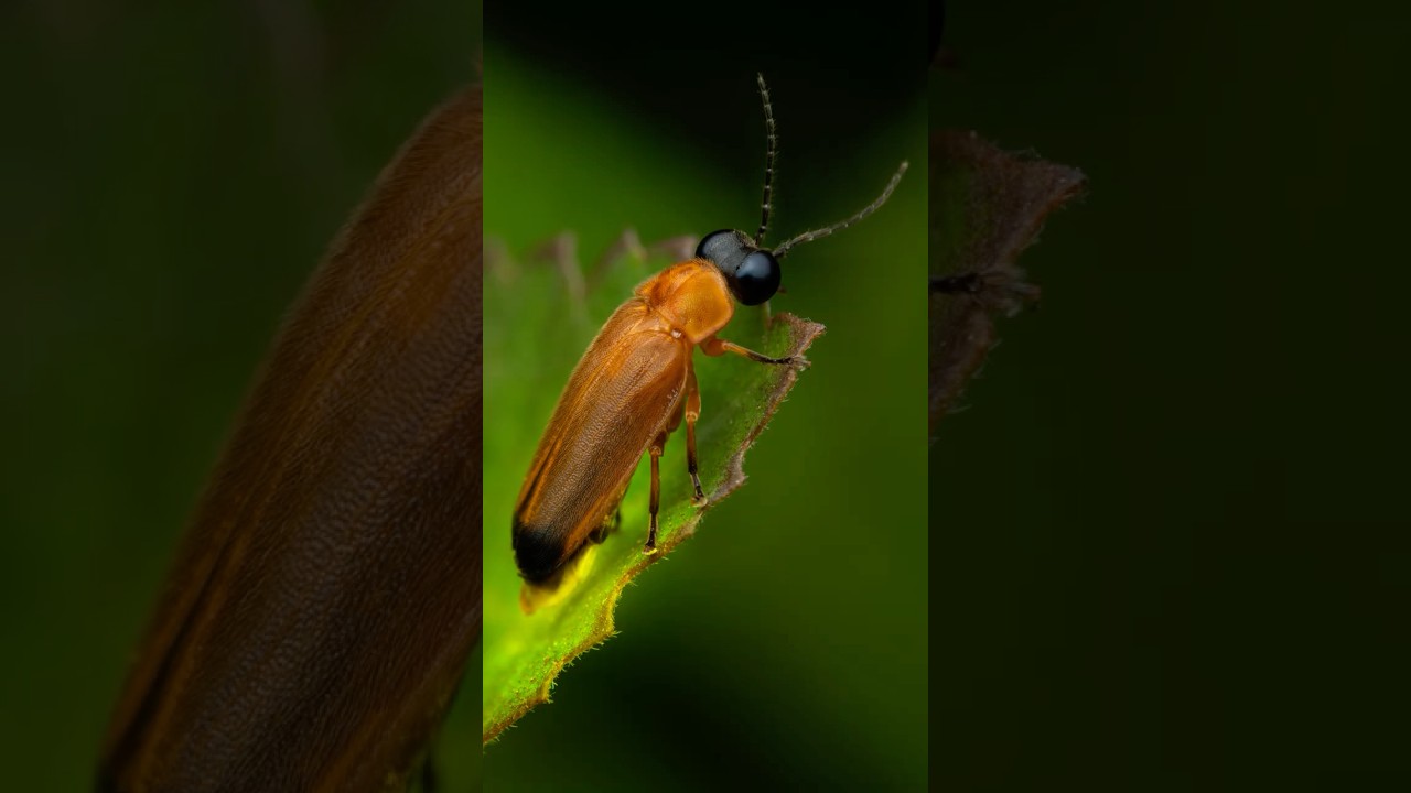 Chasing Fireflies at Night 🌌✨ | Magical Macro Photography  
