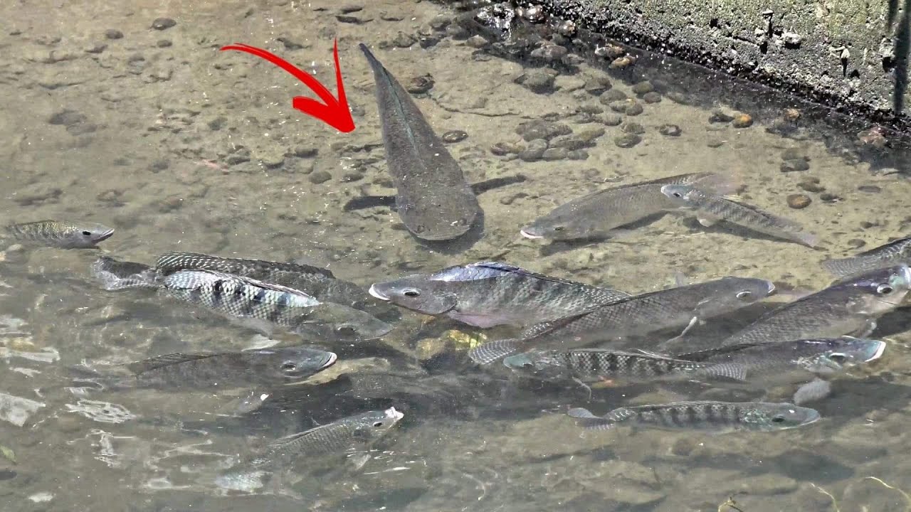 NGGA NYANGKA.!! ADA IKAN GABUS MONSTER DI SARANGNYA NILA BABON || KETAPEL IKAN || SLINGSHOT FISHING