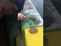 『大量のエサと獲れた化け物をそのまま海底に放置してしまおう』