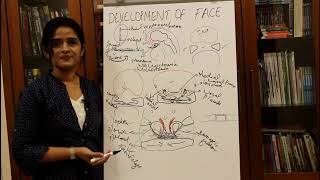 DEVELOPMENT OF THE FACE-HUMAN EMBRYOLOGY-DR ROSE JOSE MD NDB MNAMS