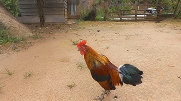 Saib qaib dib ua kes