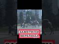 ВЕРБЛЮД В МОСКВЕ #shorts