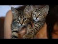 KROQ To The Rescue: Best Friends Animal Society of LA