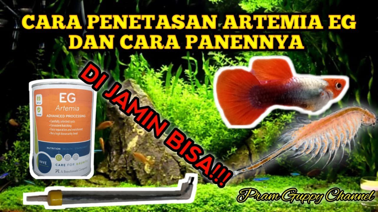 CARA PENETASAN ARTEMIA EG DAN CARA PANENNYA yang sangat mudah !!!