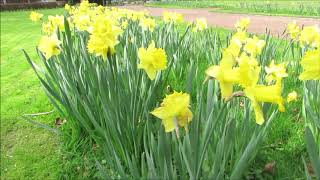 Muzikale Groet Aan De Lente In Het Park Van Ruiselede