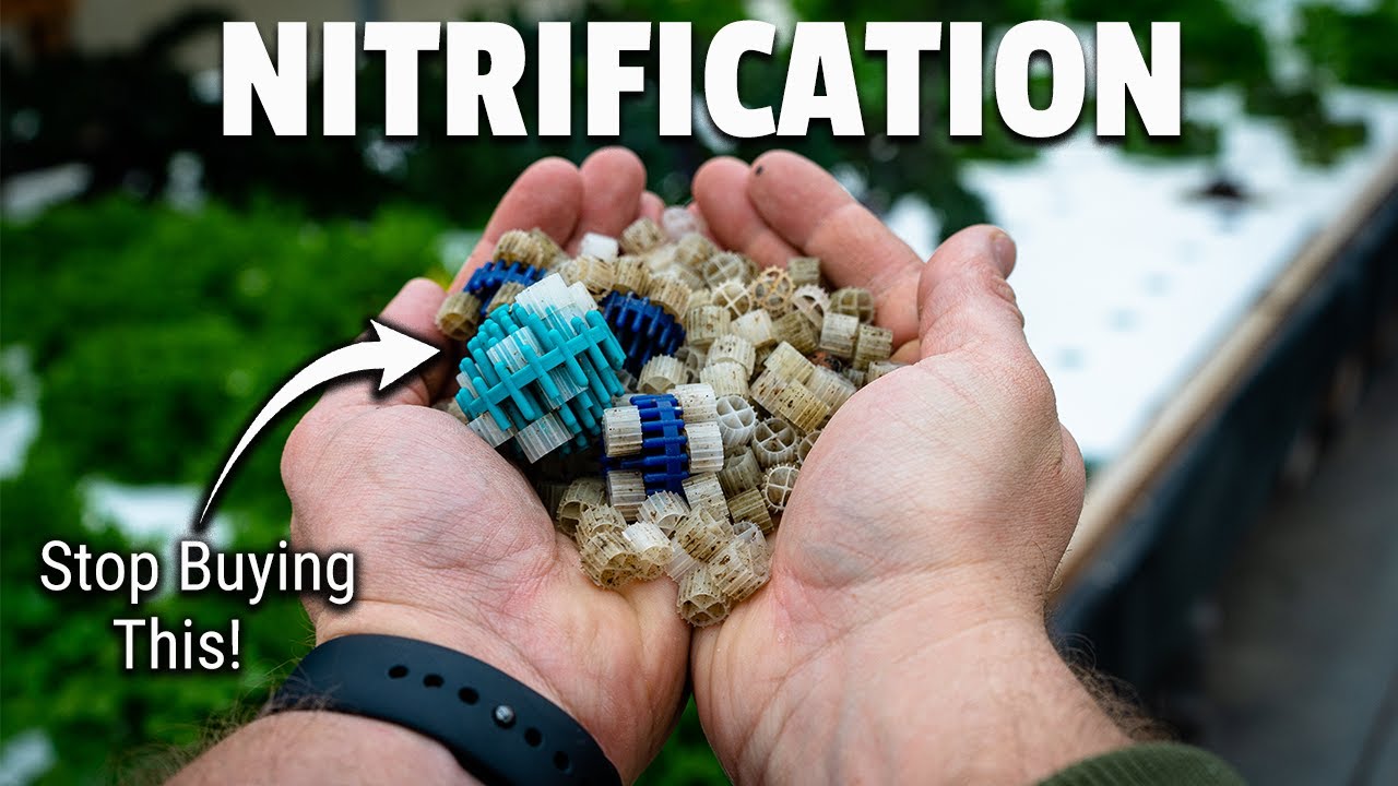 Why NITRIFICATION matters in AQUAPONICS!
