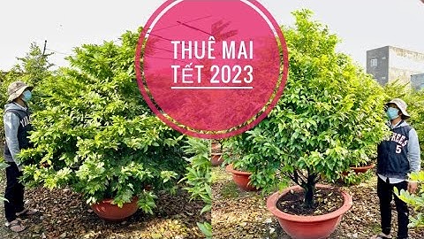 Dịch Vụ Cho Thuê Mai Tết 2023 |Dòng Mai Giảo Thủ Đức | 0909997939