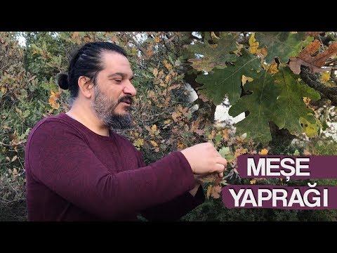 Video: Meşe yaprakları ve meyveleri. Meşe meyveleri nerelerde kullanılır?