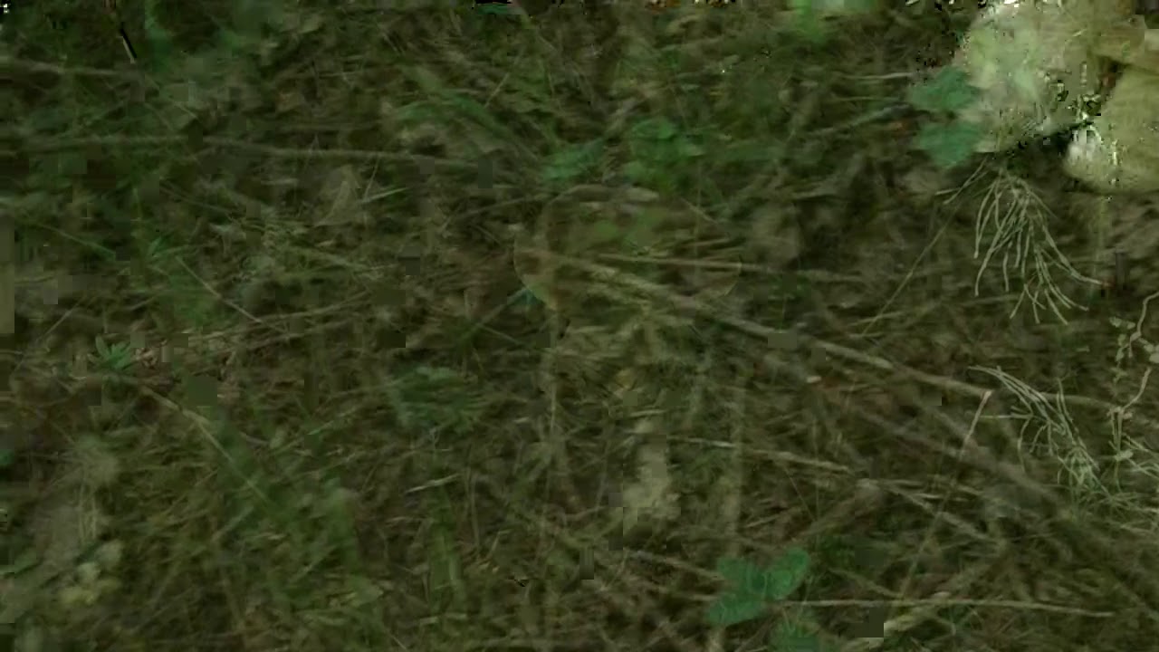 БЕЛЫЕ ГРИБЫ, не успеваю собирать с этой поляны.