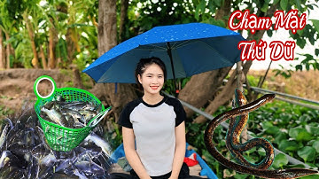 Dính THỨ DỮ Kéo Dây Câu Lên Hết Hồn"Cuộc Sống Miền Tây "-Lộc Cá Lăng Tập 25 | #fishing#mientay