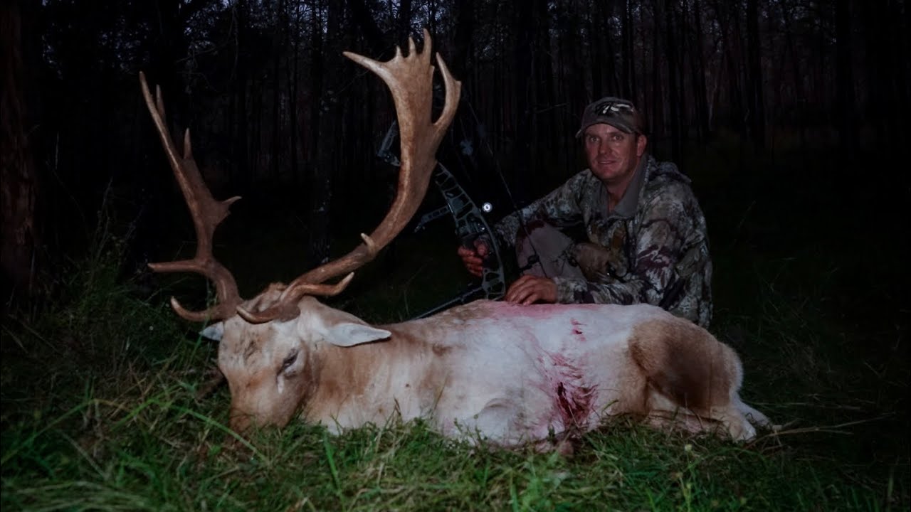 Bowhunting fallow deer Australia. (2022 rut)