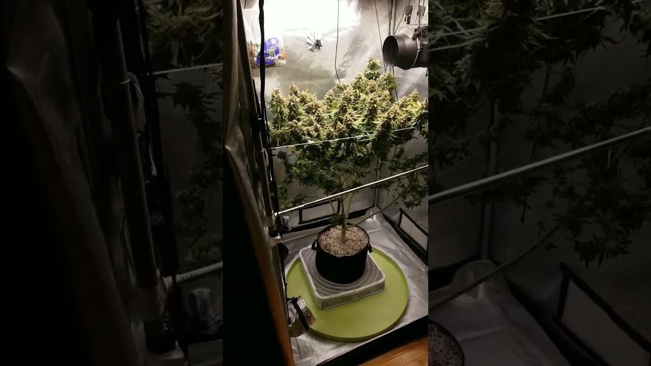 White Widow D65 Flower ✂️🔪Chop Day🔪✂️