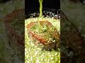致死量のバターで焼く、草どもステーキ。#short #steak