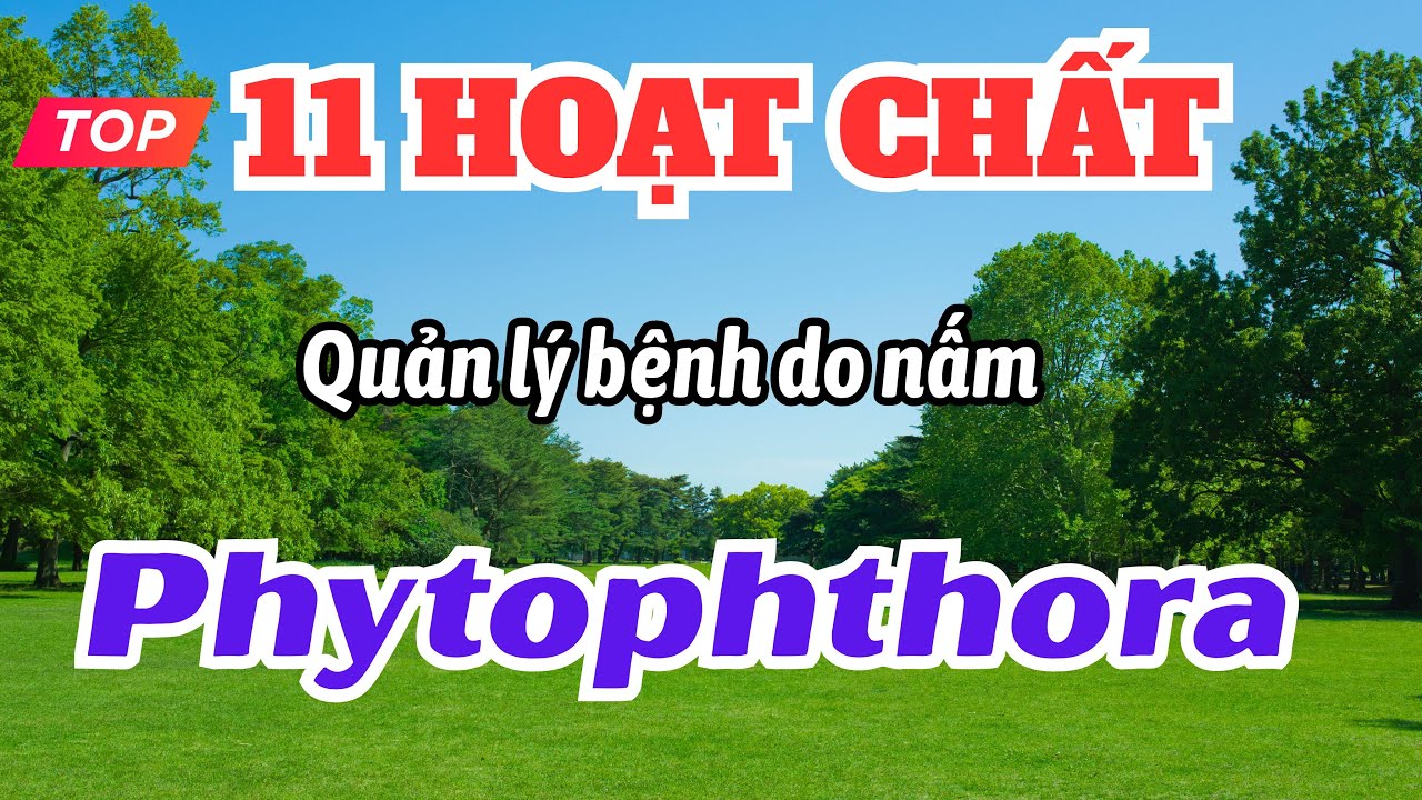 Top 11 hoạt chất quản lý bệnh do nấm Phytophthora | Sản phẩm phổ biến hoặc đặc biệt | Sản phẩm MKA