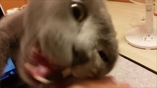 めっちゃパソコンの邪魔して、いっぱい咬んでやったわ！
