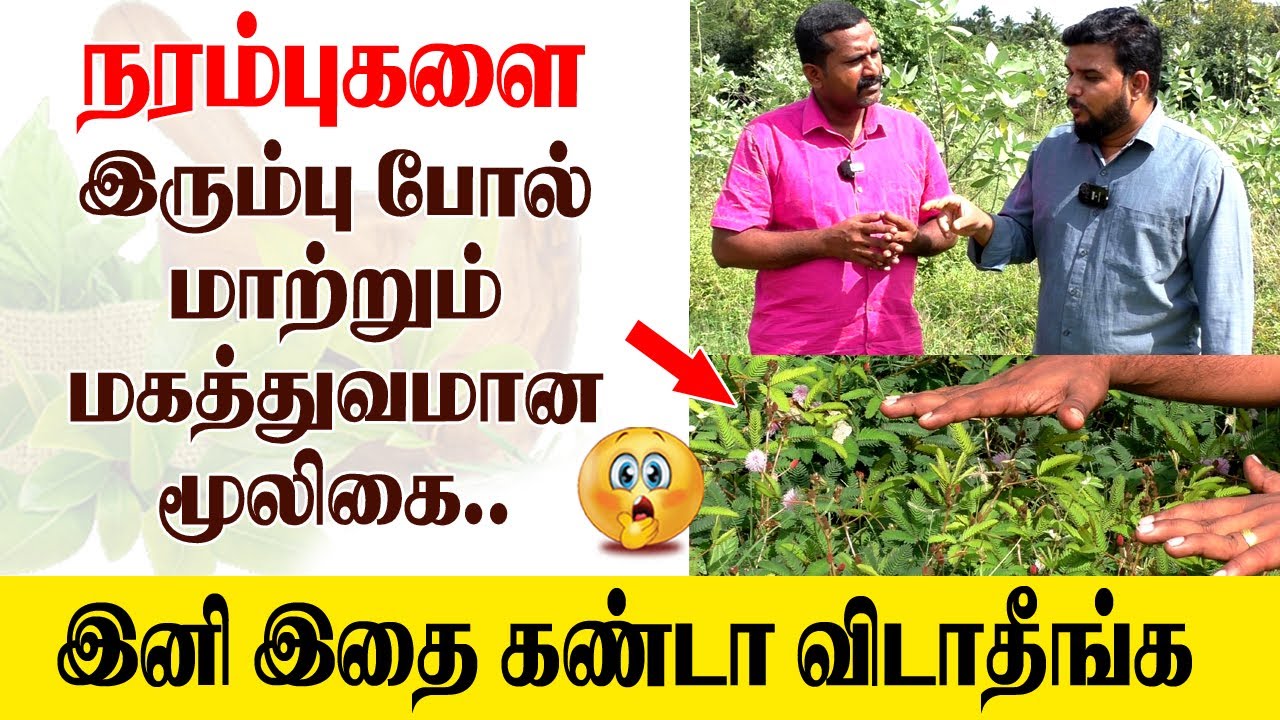 நரம்புகளை இரும்பு போல் மாற்றும் மகத்துவமான மூலிகை, இனி இதை கண்டா விடாதீங்க..