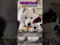 ぬいぐるみそっくりの妹がやってきた#犬 #犬動画 #犬のいる暮らし