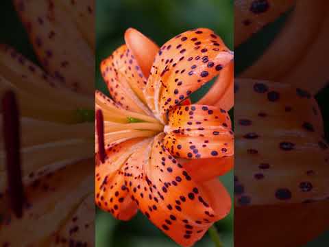 Video: Vai jums vajadzētu stādīt tīģerlilijas blakus citām lilijām: uzziniet par mozaīkas vīrusu tīģerlilijās