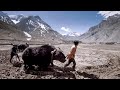 The Story of Peas & Yaks | Story of Todnam (Pin Valley, Spiti) | Episode #4