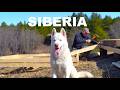 I Live With My Husky In The Siberian Forest Building A Cabin For The Harsh Winter Ep 2 