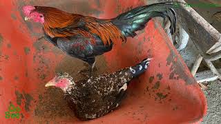 เสียงไก่ตัวเมียนอนร้องกระต๊ากดังชัดเจน ตัวผู้มาไว EP.84 Sound of a hen chirping loudly and clearly