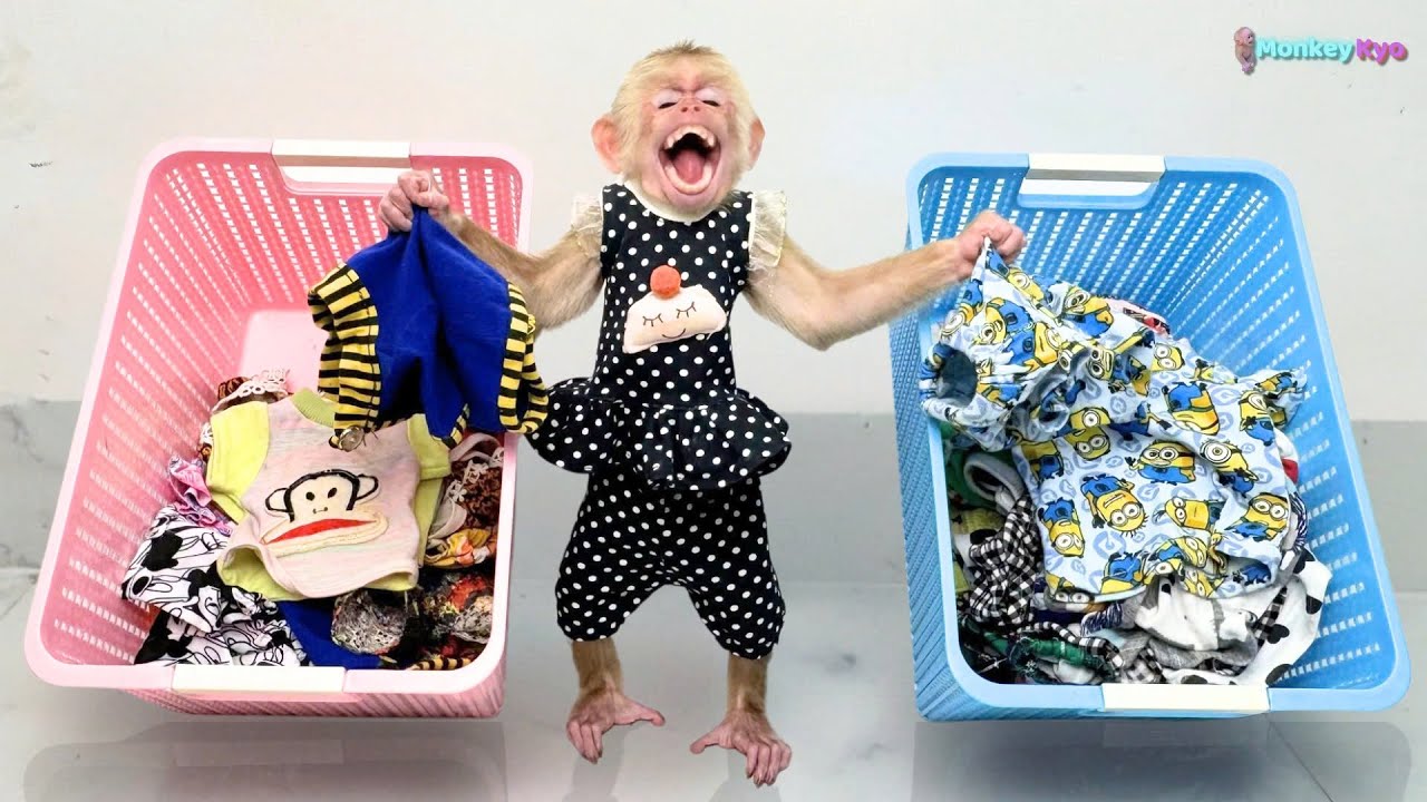 Baby monkey Kyo sorts clothes himself  -  Dad can't believe it!