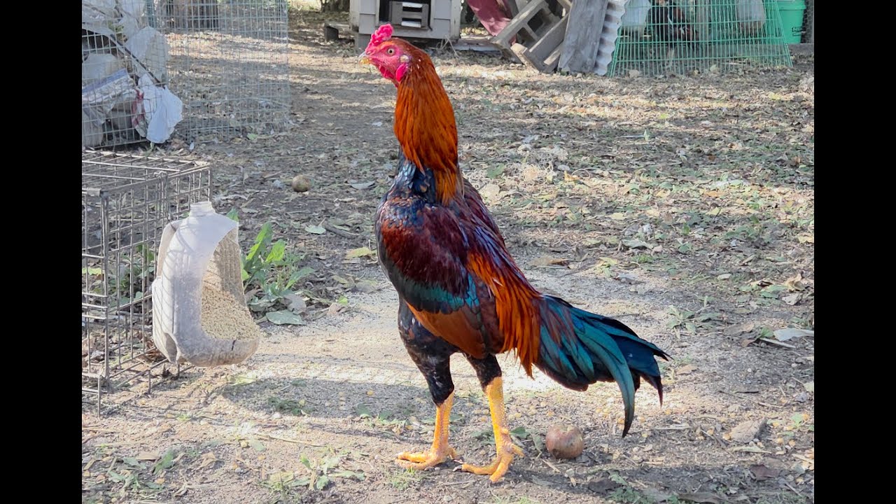 Xaiv qaib tseg ua ntej ntuj no tuaj