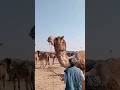 Camel tounge animals short