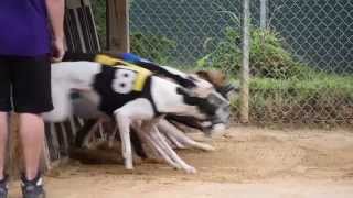 Greyhound Race Start in Slow Motion - Racing at Wheeling Casino