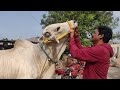 ఒంగోలు పాల పళ్ల గిత్త || walking style & checking bull qualities