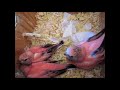Hand Feed or Co-Feed Baby Birds? An Easier Taming Method.