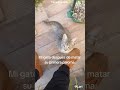 El Michi después de cazar su primera paloma automáticamente #fyp #short #viral #music