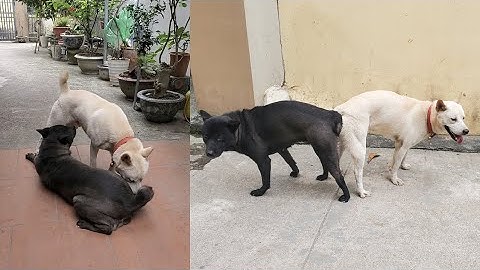 Ghép Cặp Phối Giống Chó H