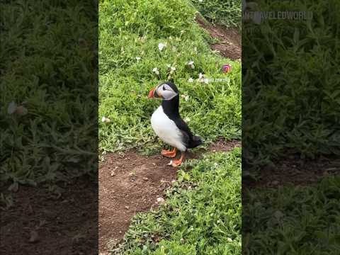 Puffins in Ireland