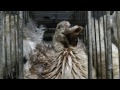 Shocking cruelty exposed at Caracierzos foie gras farm | Animal Equality