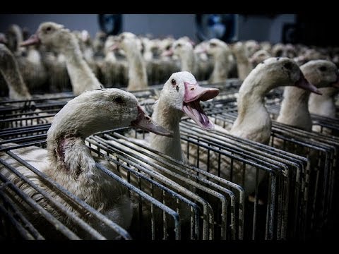 Shocking cruelty exposed at Caracierzos foie gras farm | Animal Equality