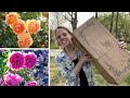 David austin rose unboxing zone 3  simply bloom
