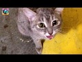 Кошка не могла идти потому что ее лапы сломаны и частично парализованы cat asks for help
