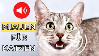 Miauen um Ihre Katze anzulocken 🐱 Katzen miauen sound