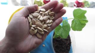 Biologische Zaden Ruilen