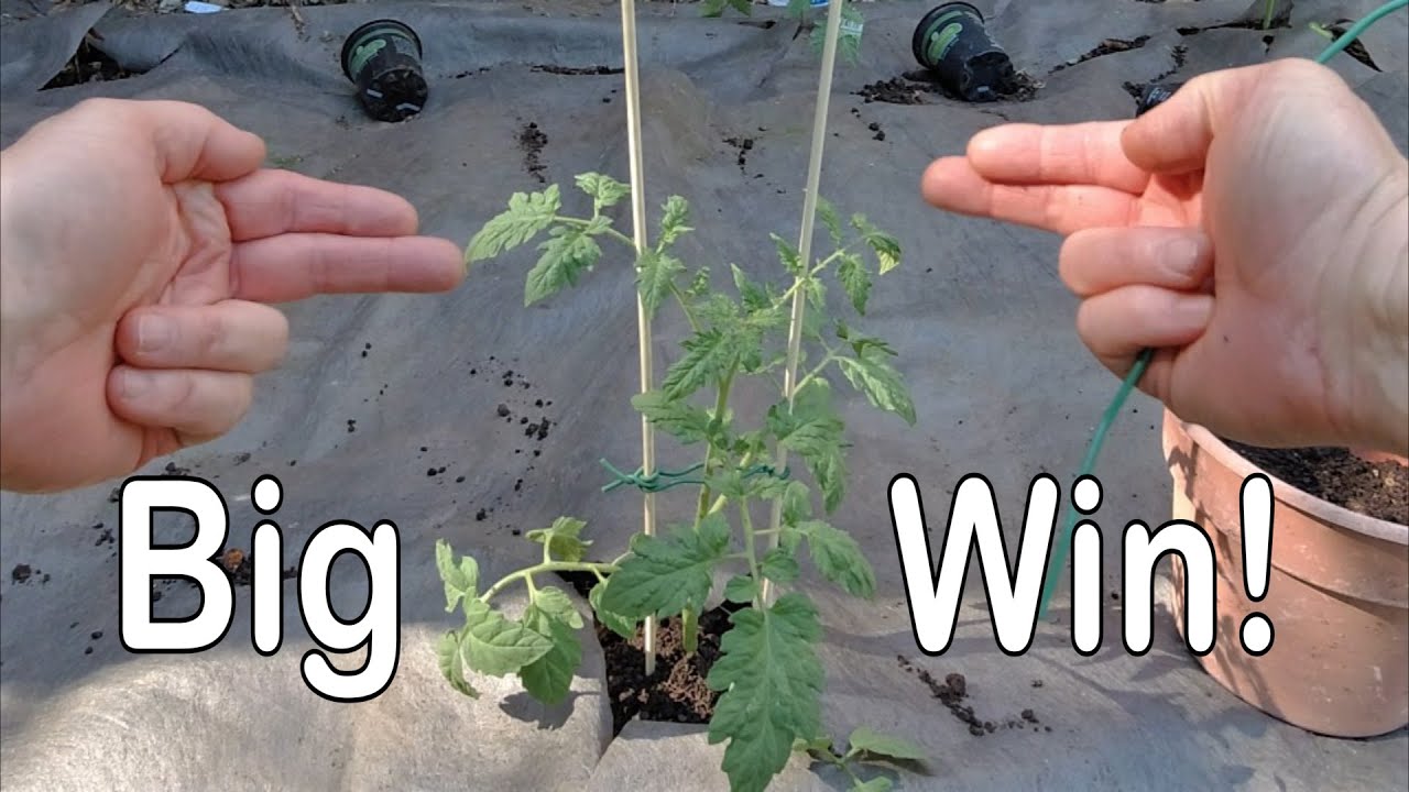 Best Way to Stake Plants - Quick Garden Tips